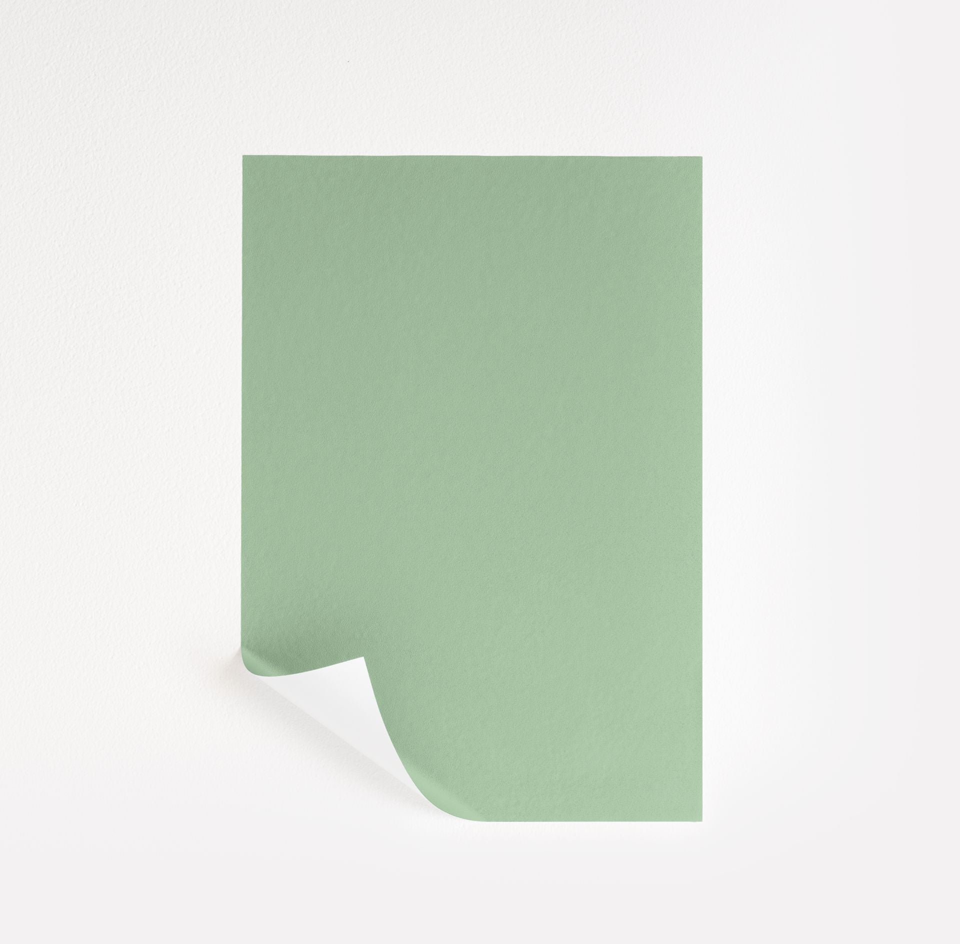 Douglas Fern (563)