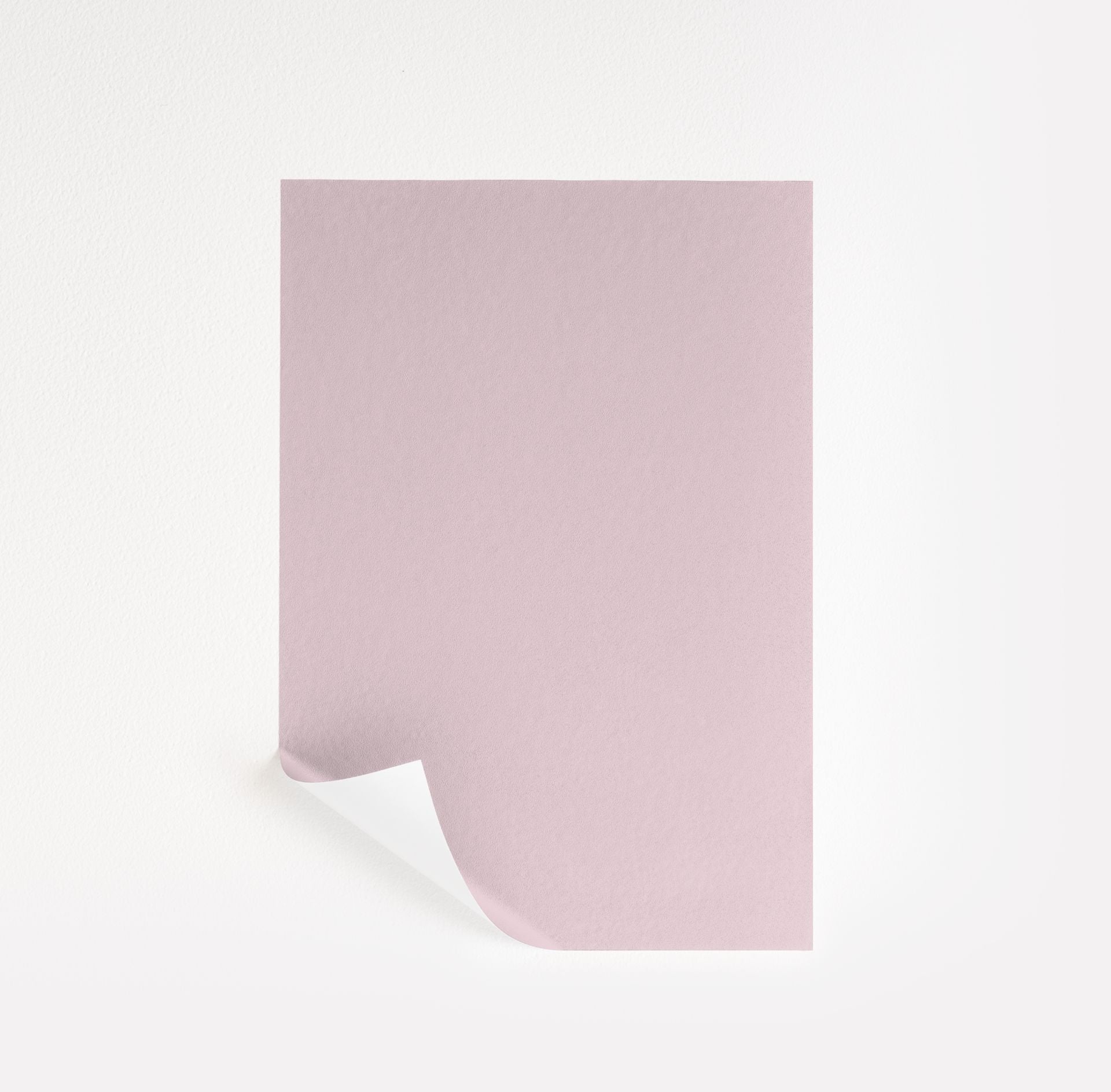 Misty Rose (1360)