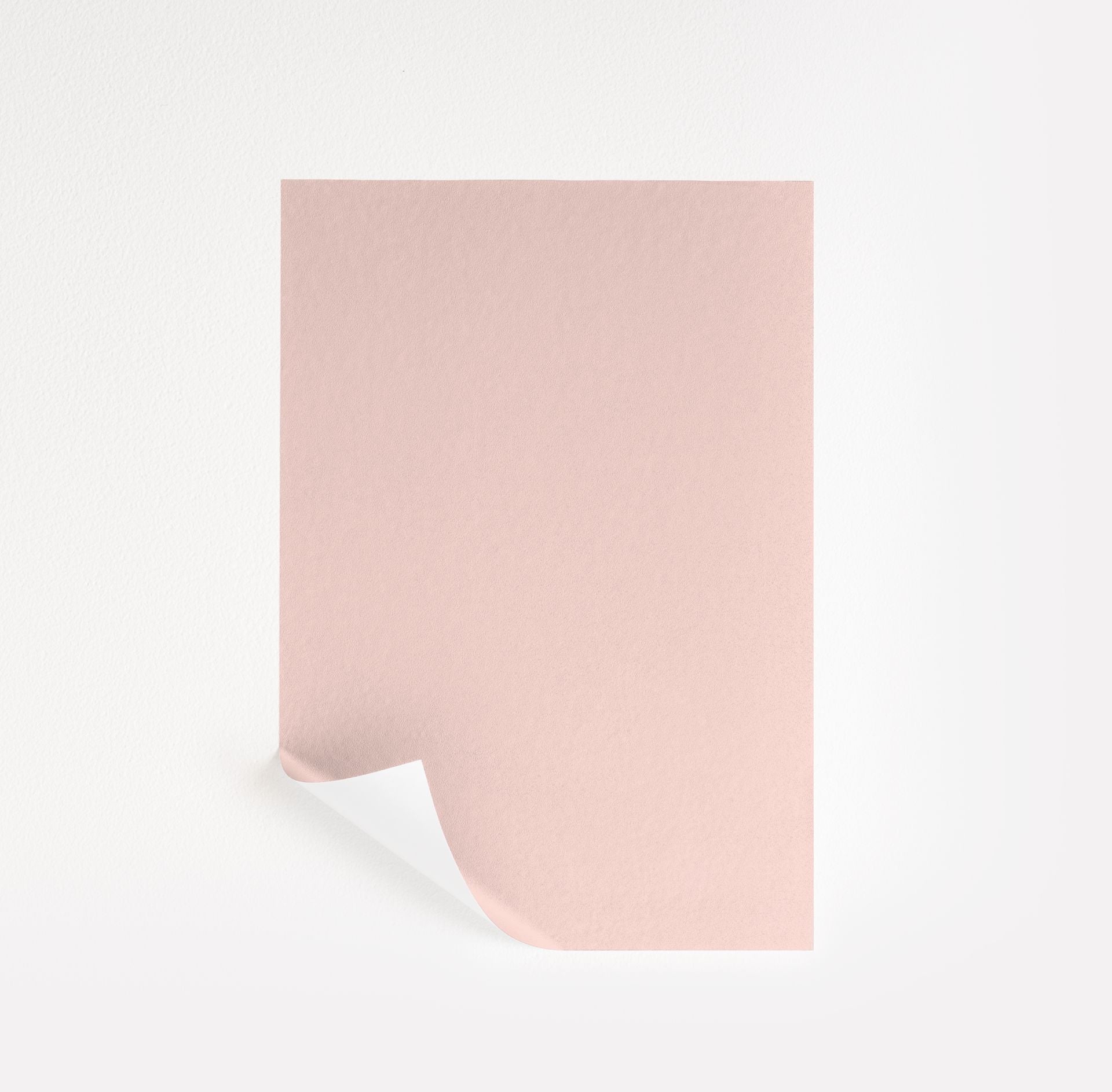 Rose Reflection (2171-60)